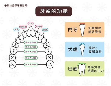 牙齒的功能|瞭解牙齒的各部分構造和功能